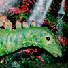 Stegosaurus