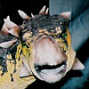 Polacanthus