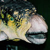 Polacanthus