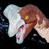 Oviraptor