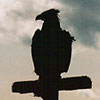 Bird of prey