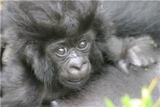 Awwww. Look at the cute baby gorilla... Awwww. Look at the cute baby gorilla...